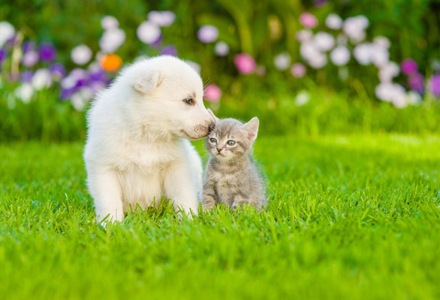 Pet -