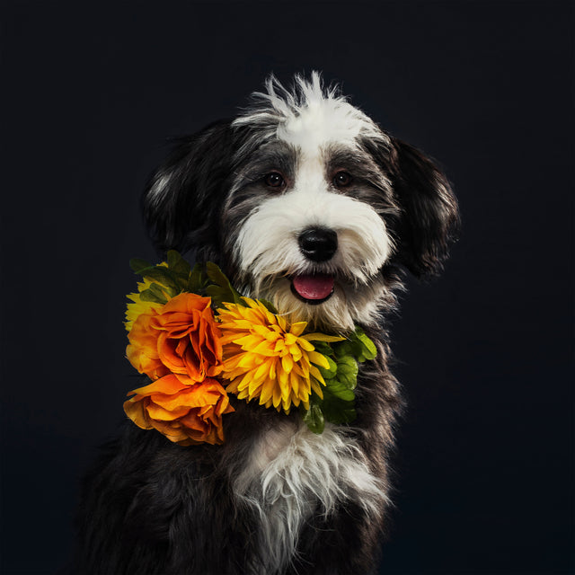 PET